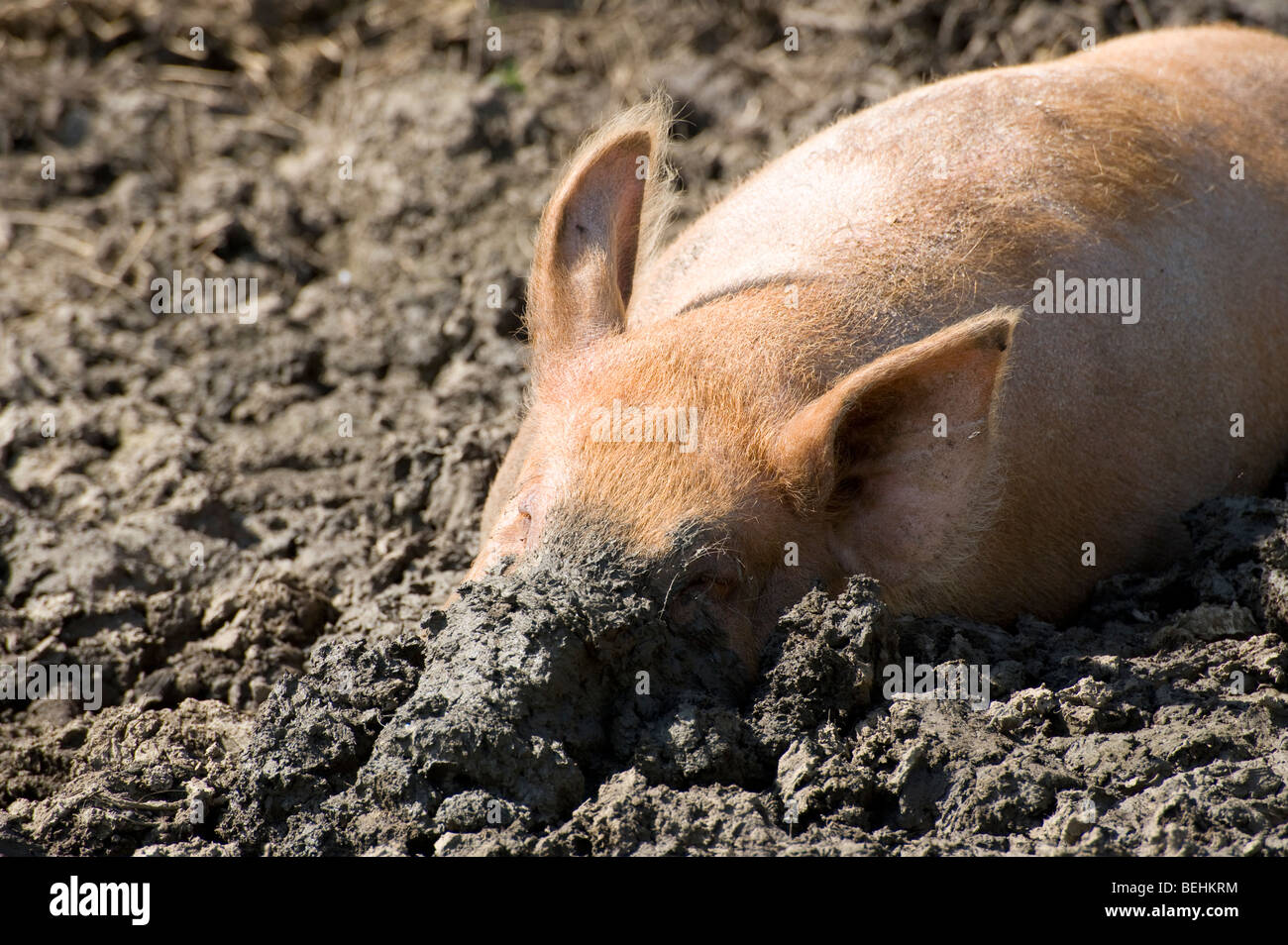 Tamworth pig wallowing in mud on a farm in England Stock Photo