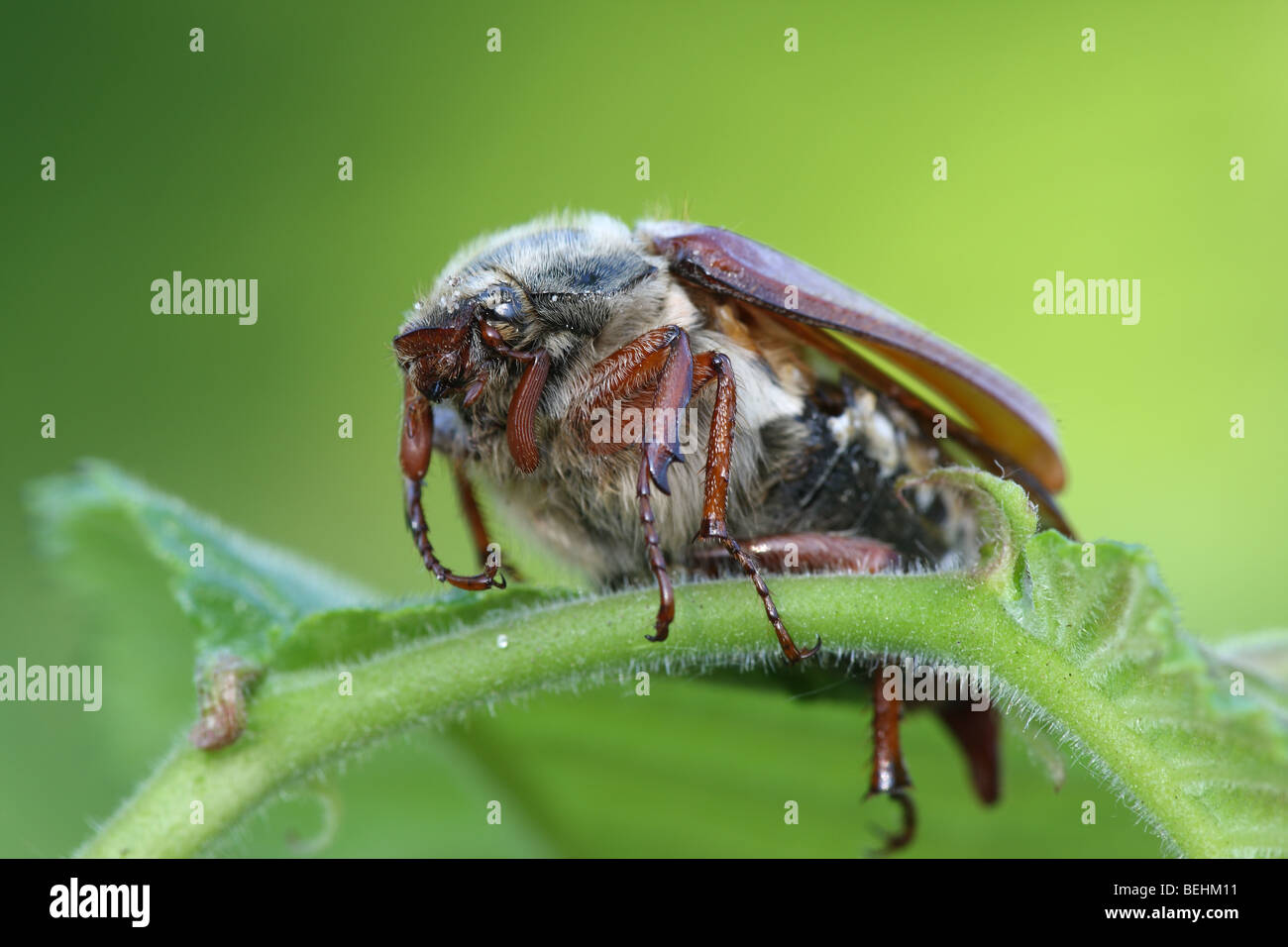 Common cockchafer (Melolontha melolontha) Stock Photo