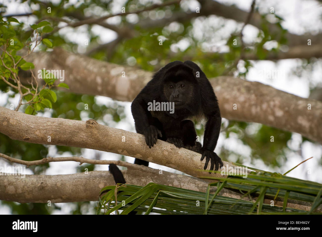 Goldenmantled Howler Monkey (Alouatta palliata) foraging in Playas del Coco, Costa Rica Stock