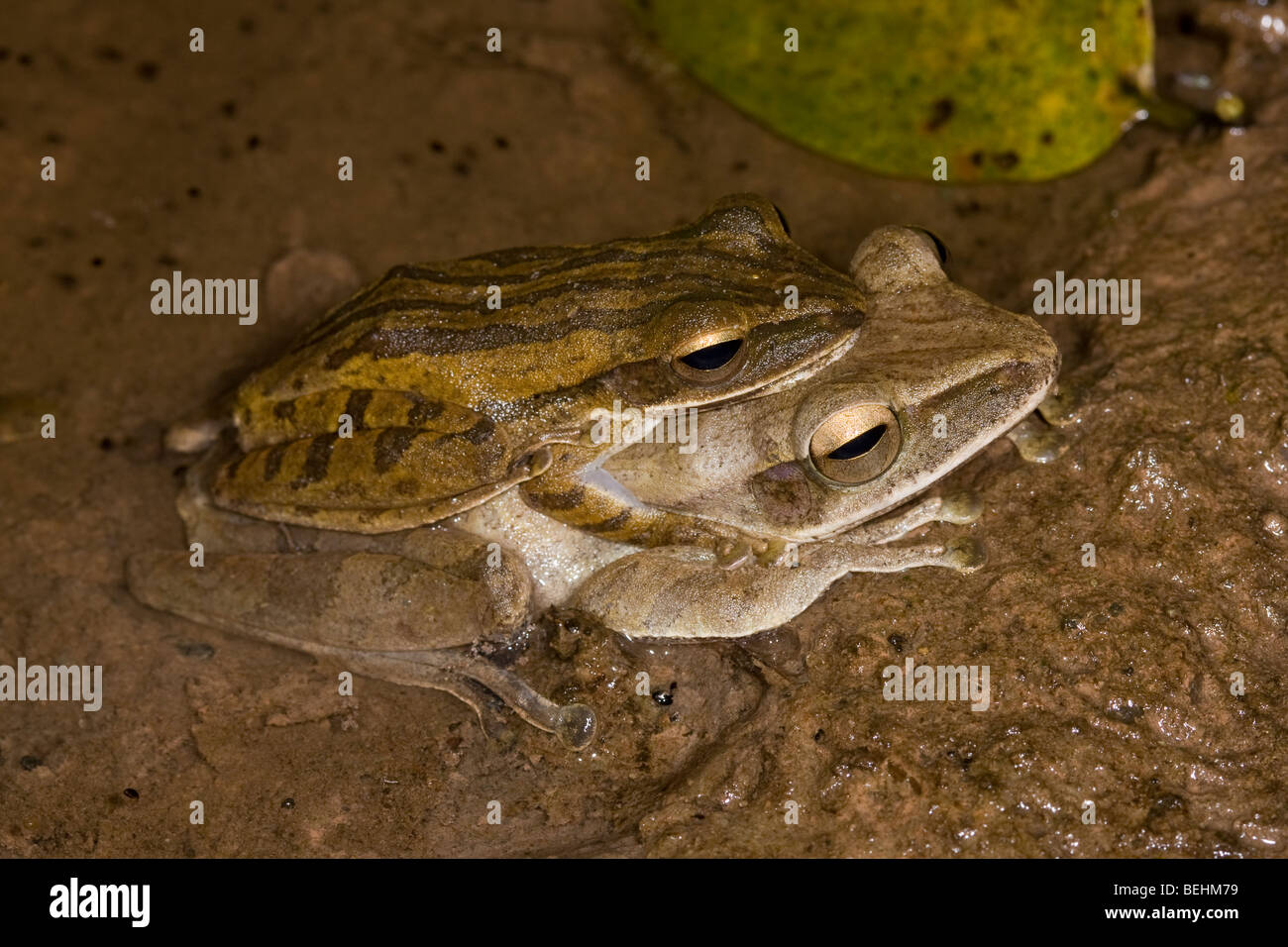 Four-lined Tree Frog, Polypedates leucomystax, Danum Valley, Borneo Stock Photo