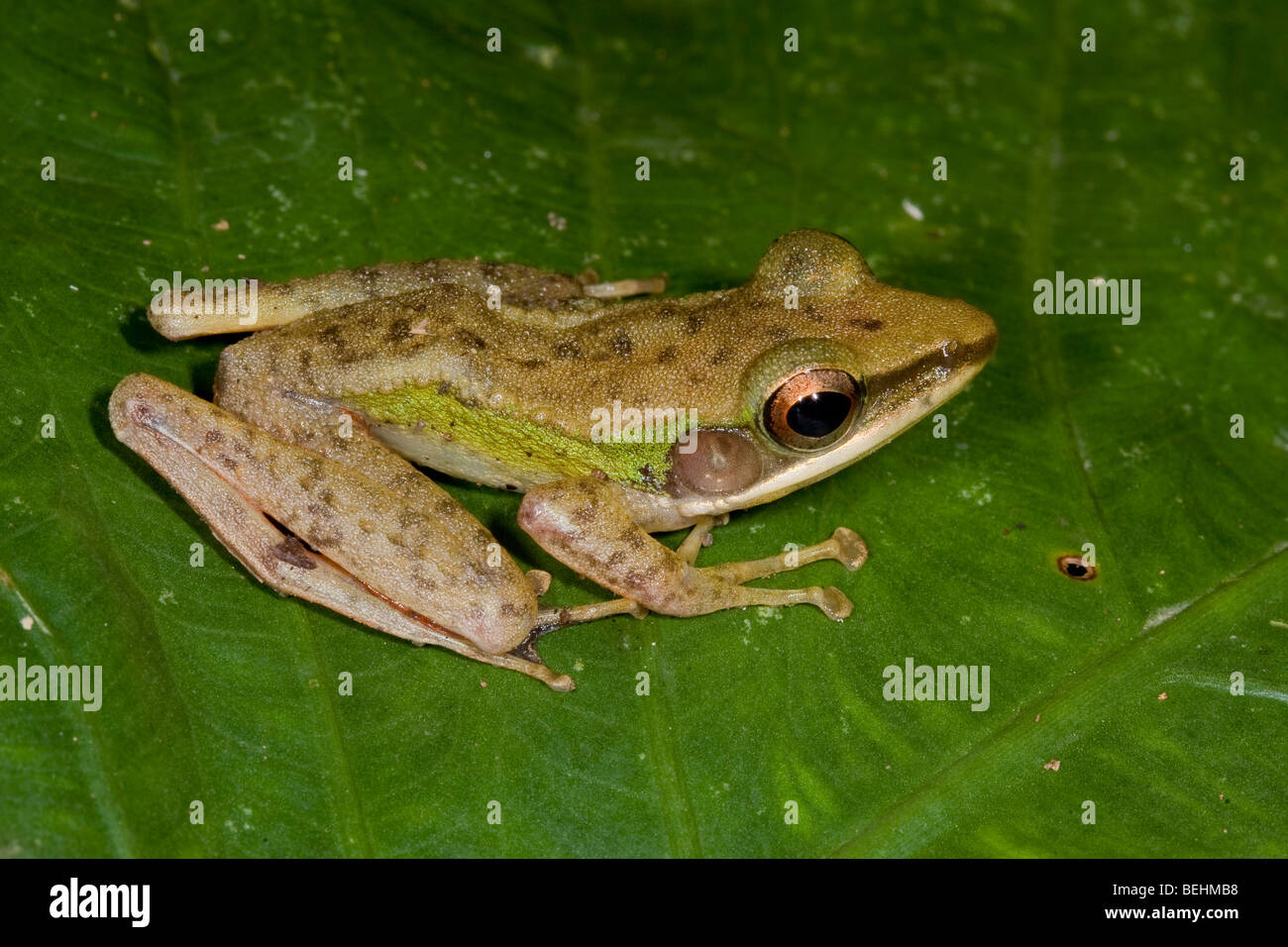 White-lipped Frog, Danum Valley Stock Photo