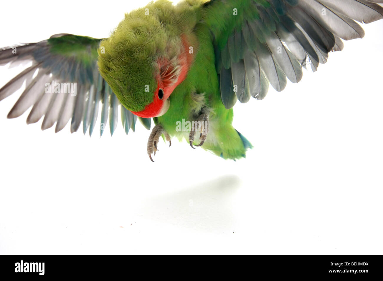 Cutout of a flying parrot on white background Stock Photo