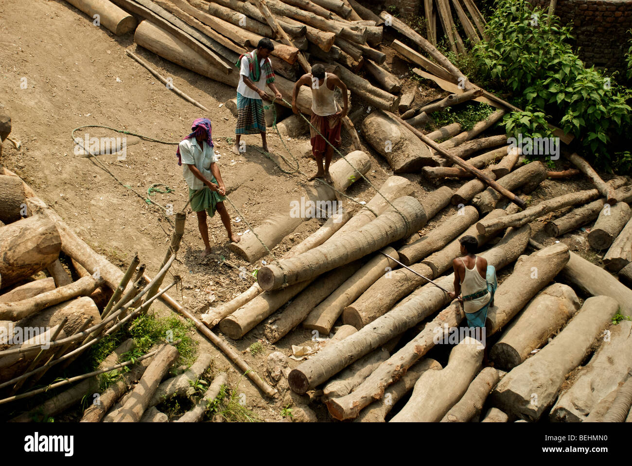 Logs floated down the river in rural Bangladesh are rolled up the river