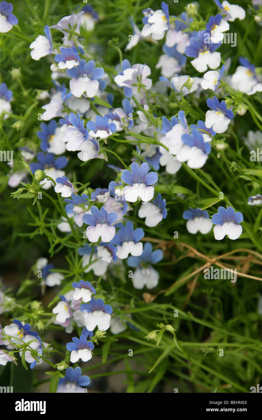 Nemesia "KLM", Nemesia strumosa, Scrophulariaceae. Originally native to