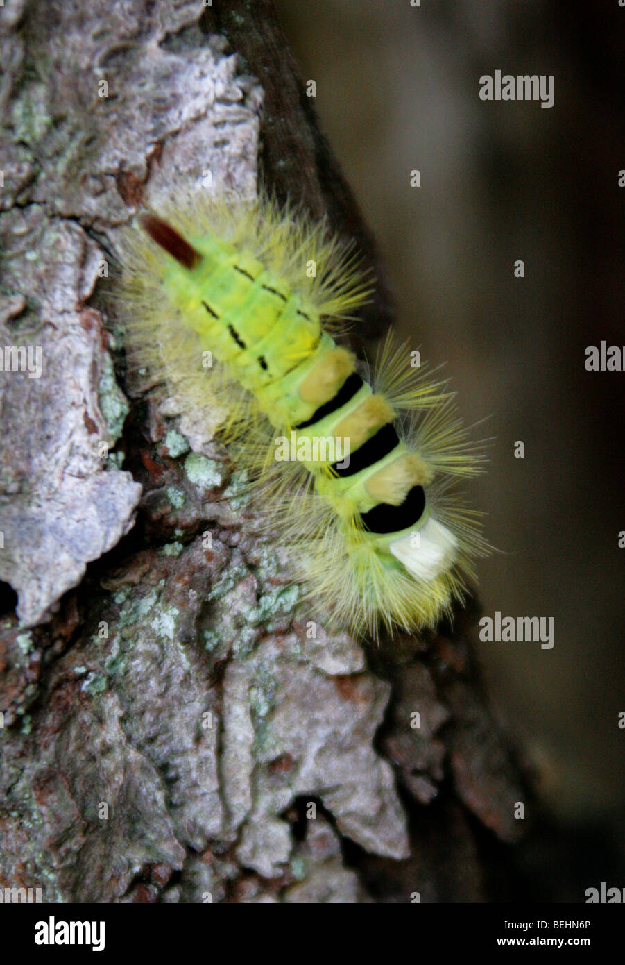Caterpillar of the Pale Tussock Moth or Red-tail Moth, Calliteara pudibunda (Dasychira pudibunda), Lymantriidae Stock Photo