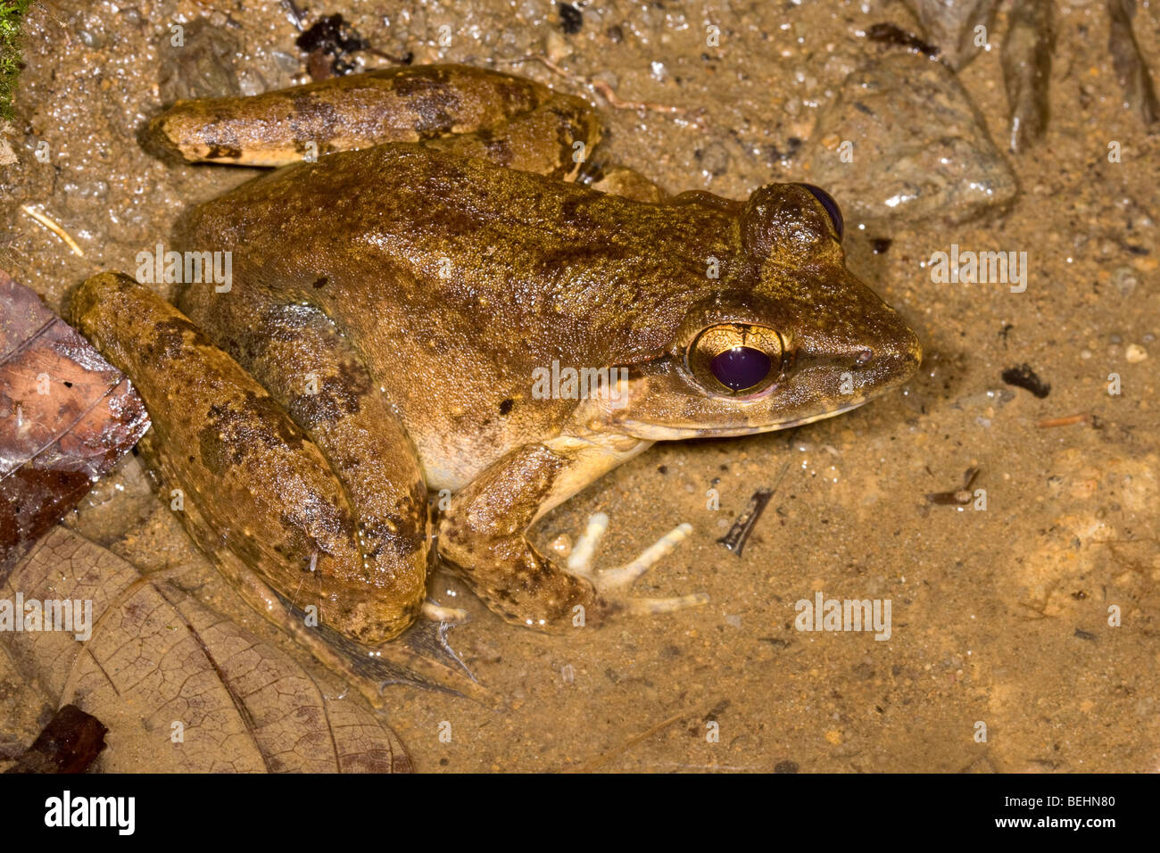 Giant River Frog, Danum Valley, Borneo Stock Photo