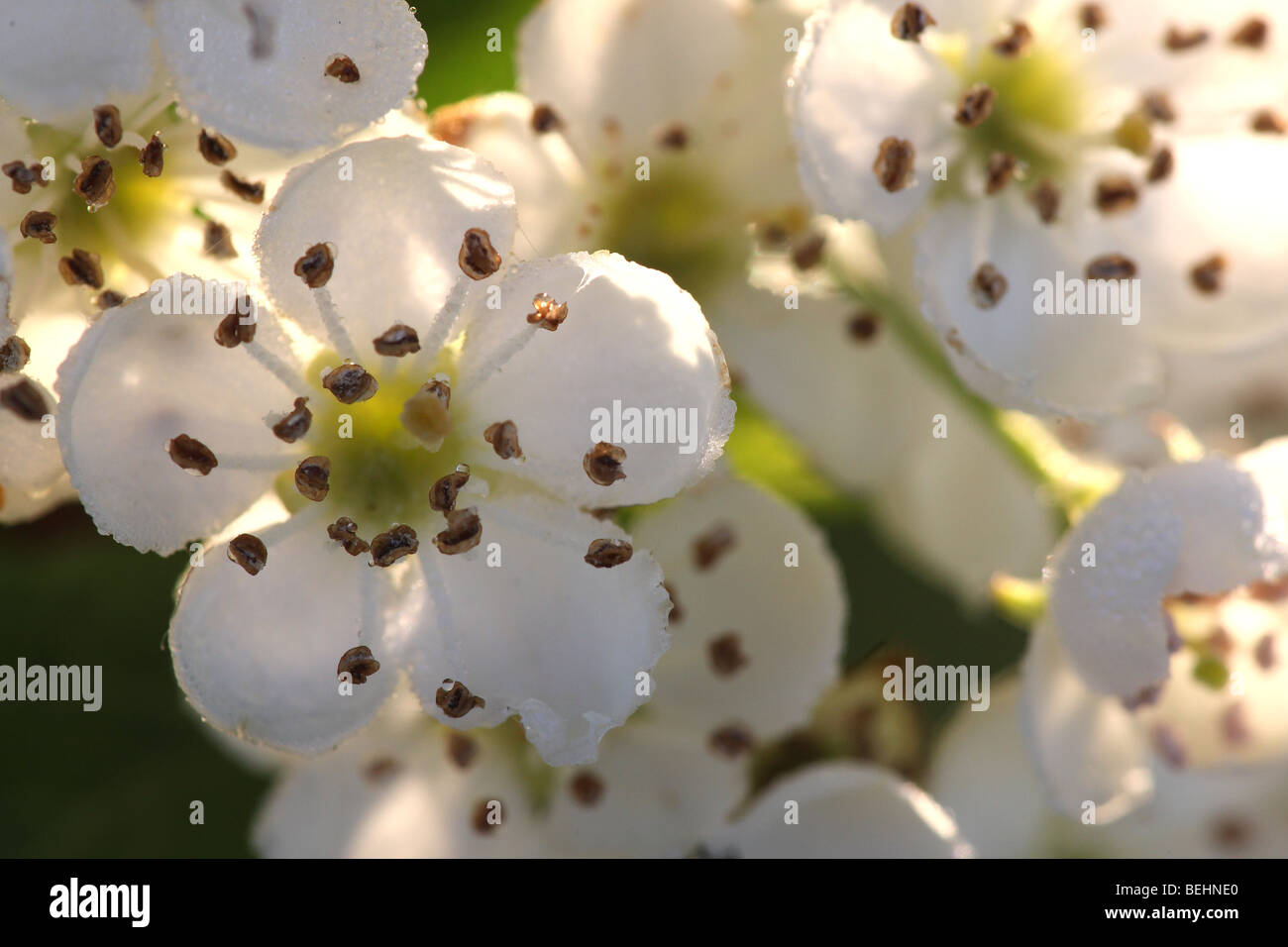 Common single-seeded hawthorn blossoming (Crataegus monogyna) in spring Stock Photo