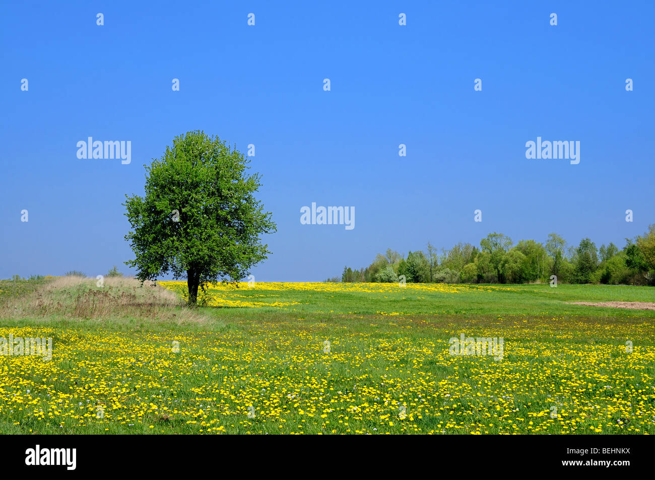 Summer Landscape Stock Photo