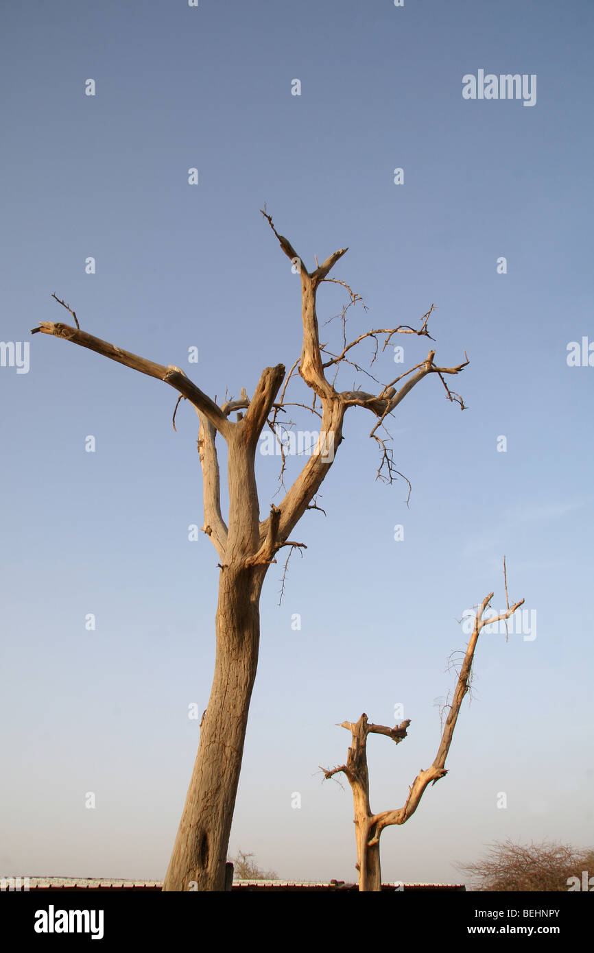 Trees in semi-desert Sahel region of Burkina Faso Stock Photo
