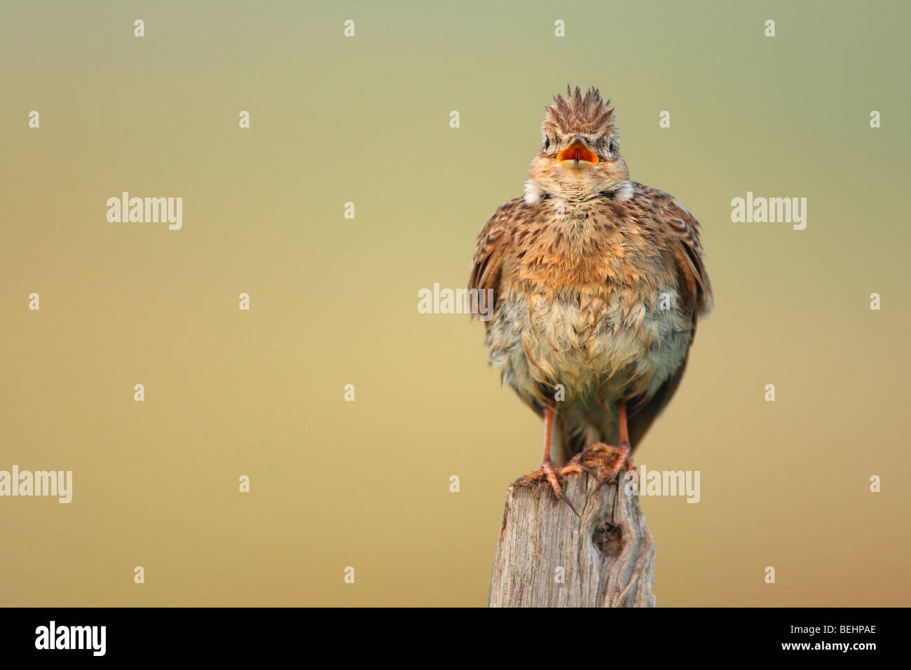 Eurasian Skylark (Alauda arvensis) singing from fence pole along field Stock Photo