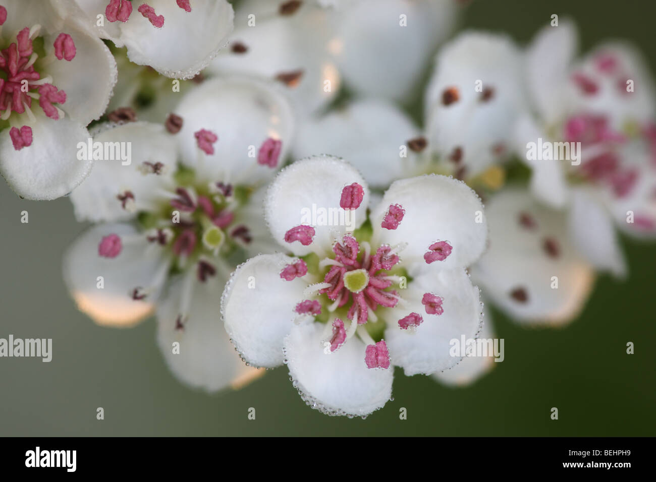 Common single-seeded hawthorn blossoming (Crataegus monogyna) in spring Stock Photo