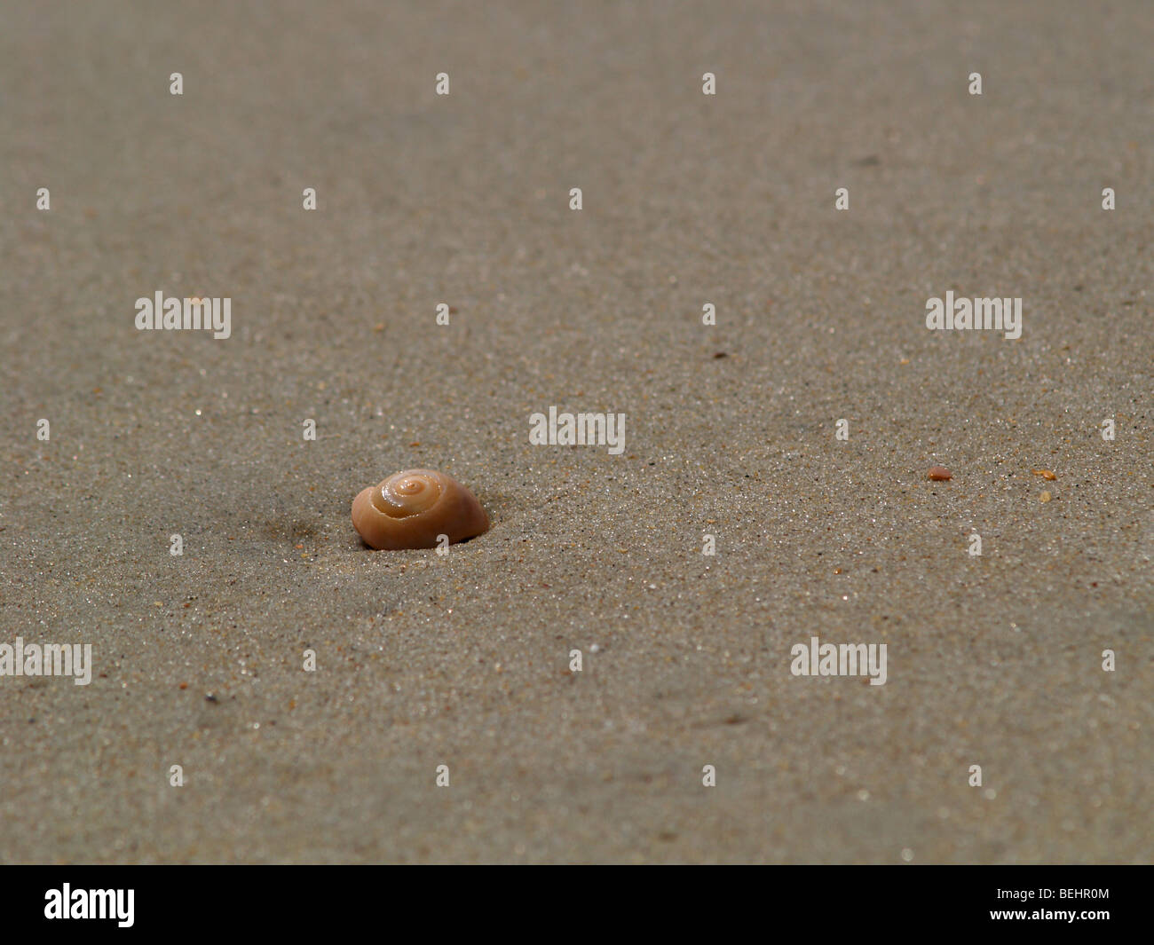 Spiral shell on a sandy beach with a short depth of field Stock Photo