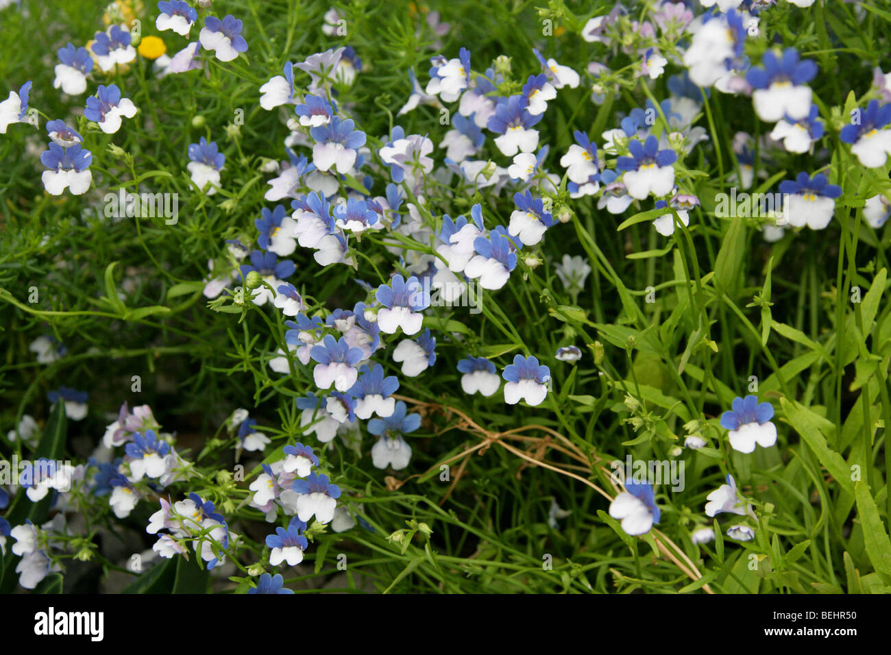 Nemesia 'KLM', Nemesia strumosa, Scrophulariaceae.  Originally native to South Africa. Stock Photo