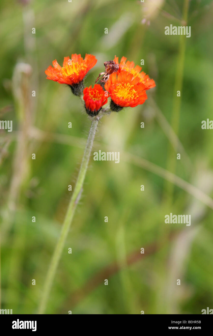 Orange Hawkweed, Hieracium aurantiacum (Pilosella aurantiacum), Asteraceae Aka Fox-and-cubs,Tawny Hawkweed, Devil's Paintbrush Stock Photo