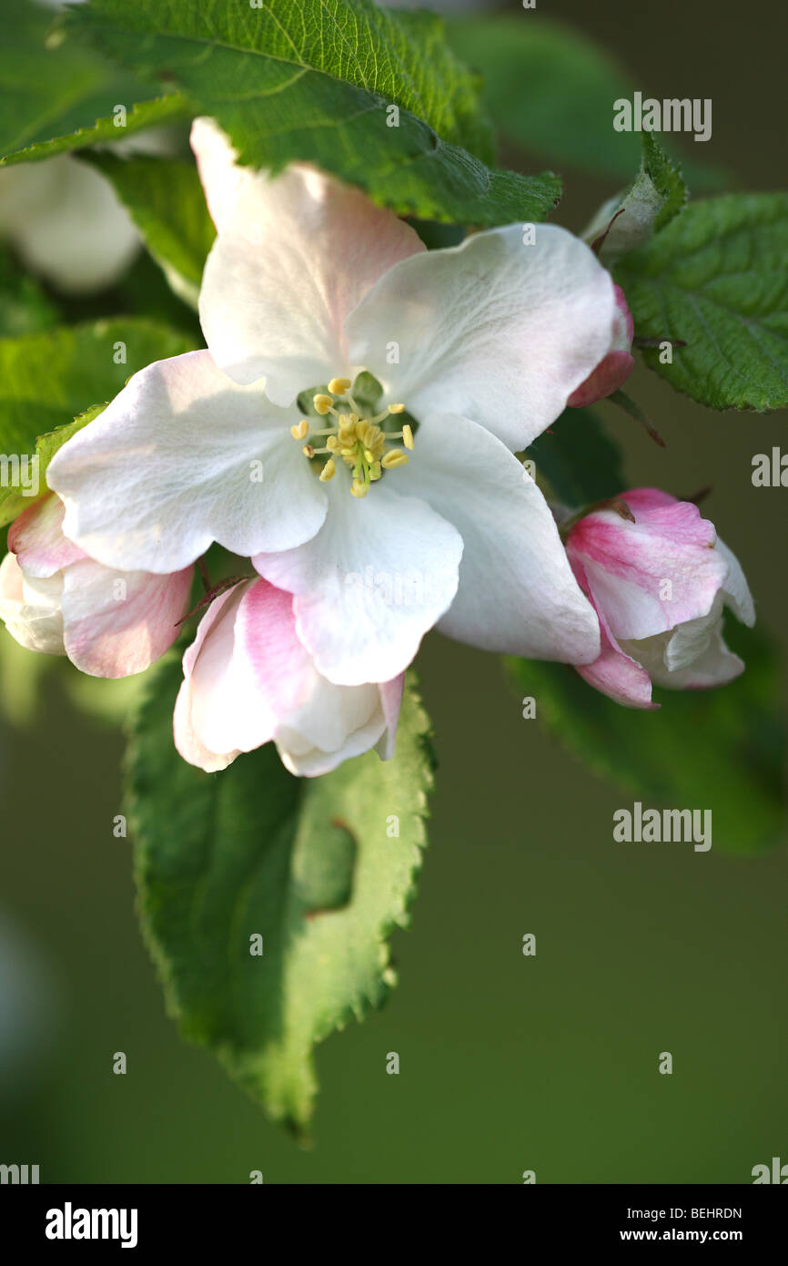 Flower of Apple tree (Malus sylvestris), Belgium Stock Photo