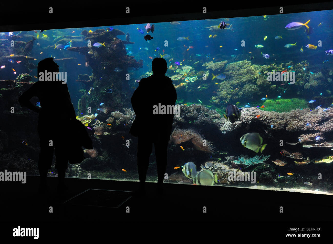 Tourists looking at the Nausicaä sea aquarium with tropical fishes, Boulogne-sur-Mer, Pas-de-Calais, France Stock Photo