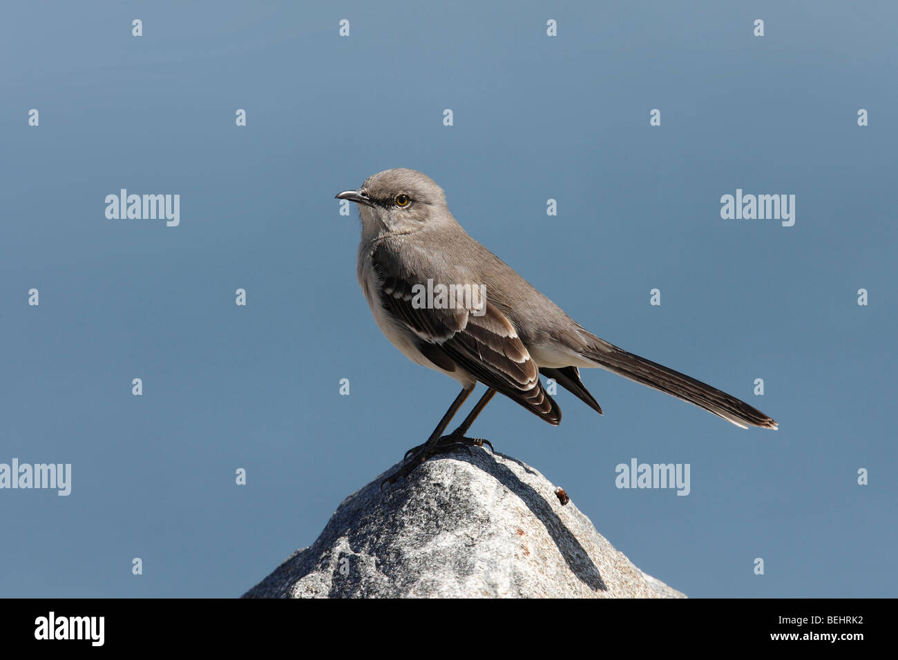 Northern Mockingbird (Mimus polyglottos), sitting on large rock with ...