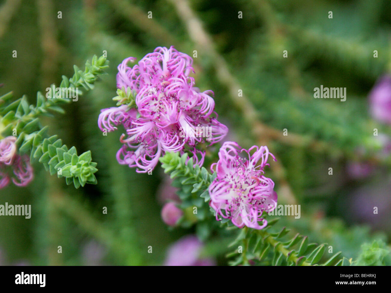 Claw Honey Myrtle, Melaleuca pulchella, Myrtaceae, South-West Australia Stock Photo