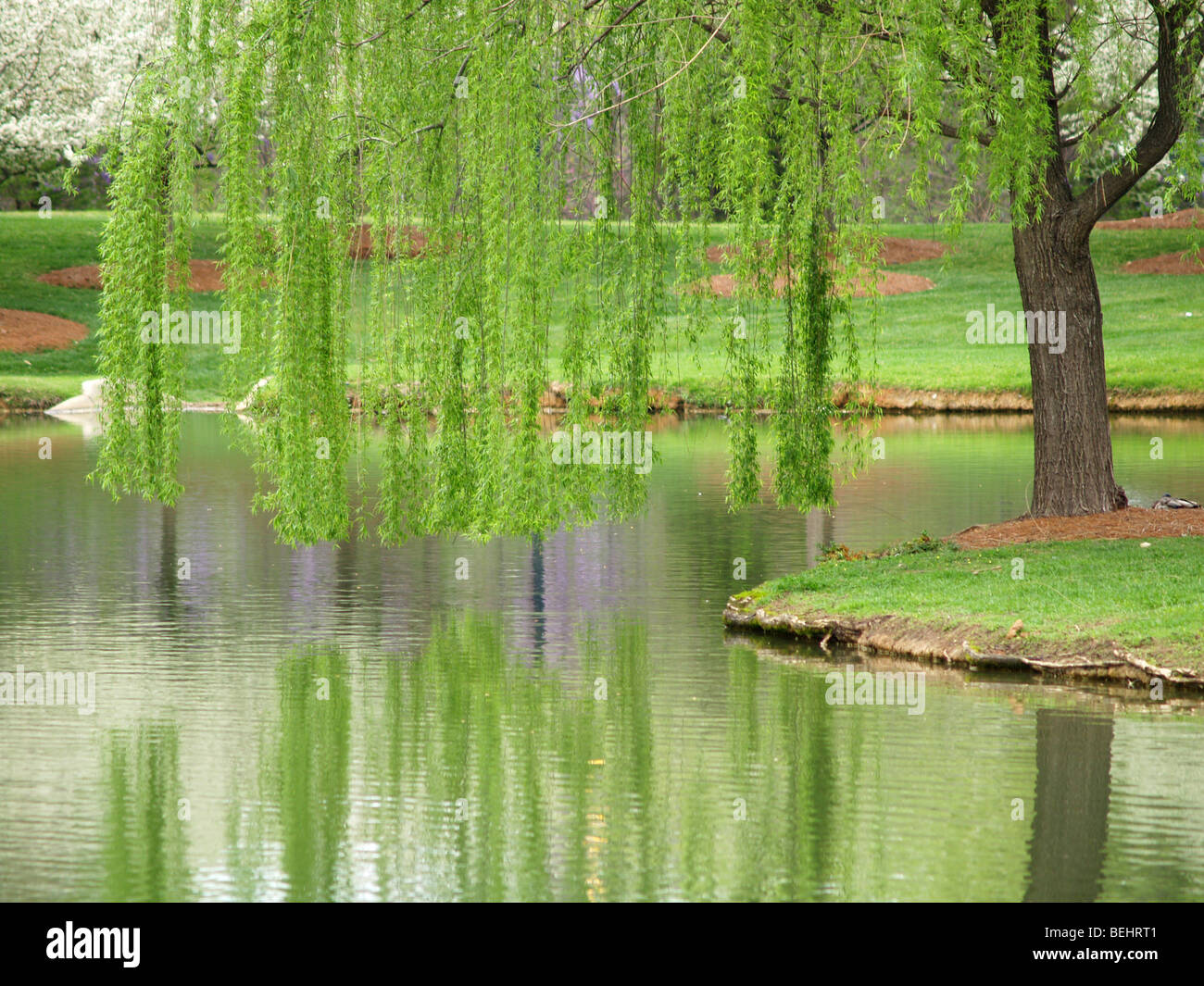 Green willow tree overhanging a lake's edge in the springtime Stock Photo