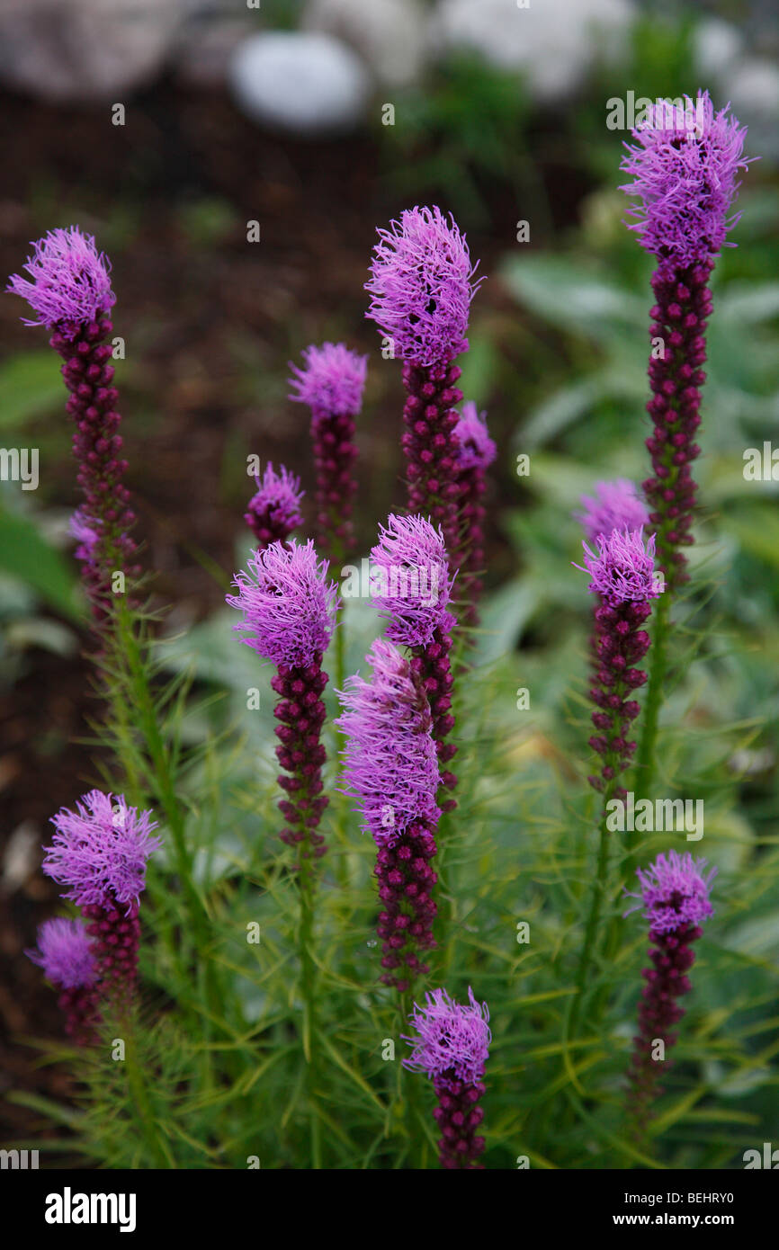 Prairie Blazing Star Flowers Liatris pycnostachya no not people nobody isolated from above Stock Photo