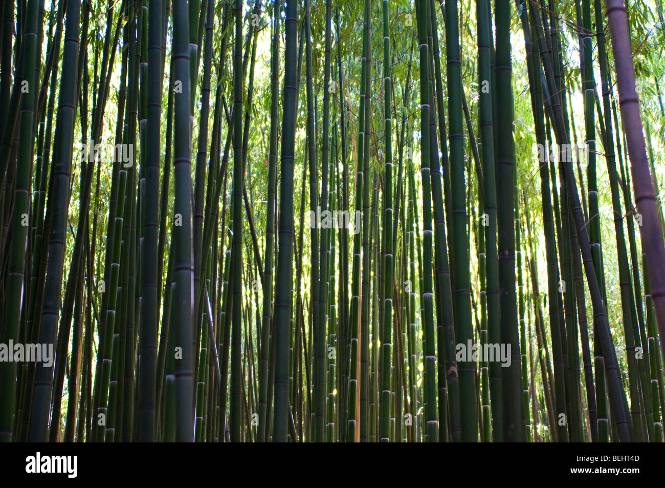 Bamboo garden, Bambouseraie de Prafrance near Anduze, France Stock Photo