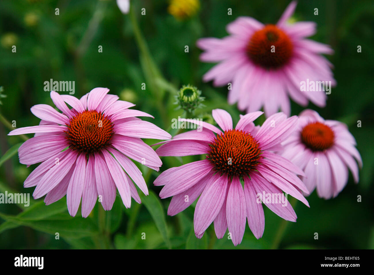 Purple Cone Flowers Echinacea purpurea wildflowers nobody no not people