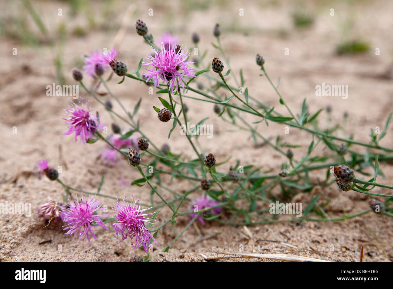 Pink Centaurea maculosa Spotted knabweed wildflowers  from above overhead in USA hi-res Stock Photo