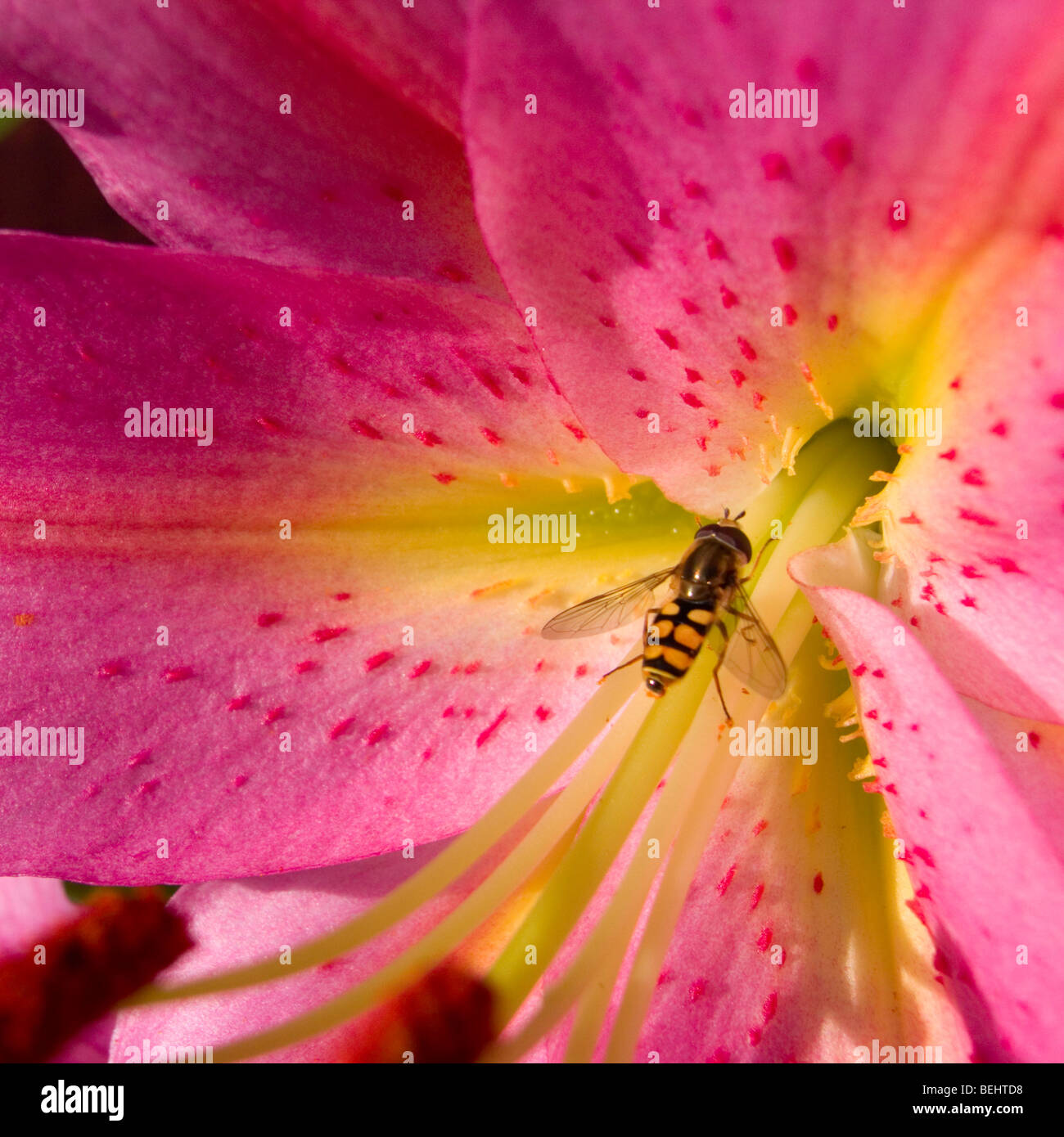 Hoverfly on a lily flower Stock Photo