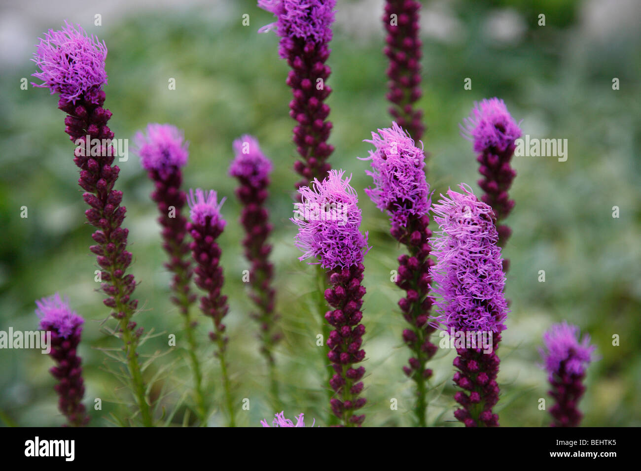 Prairie Blazing Star Flowers Liatris pycnostachya no not people nobody isolated from above Stock Photo
