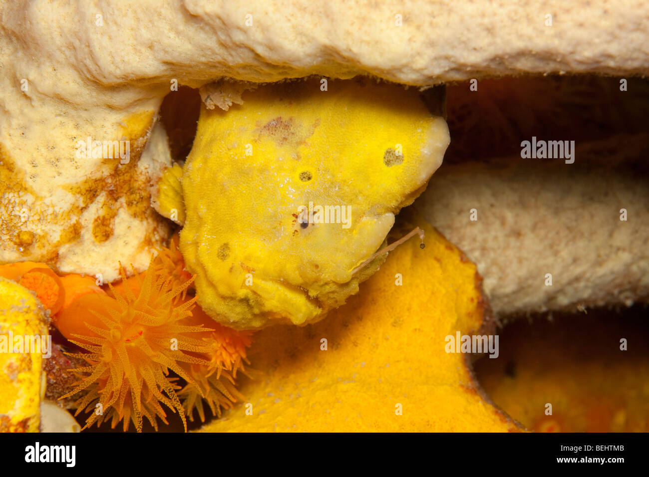 Longlure Frogfish (Antennarius multiocellatus) hiding in sponges as seen on night dive Stock Photo