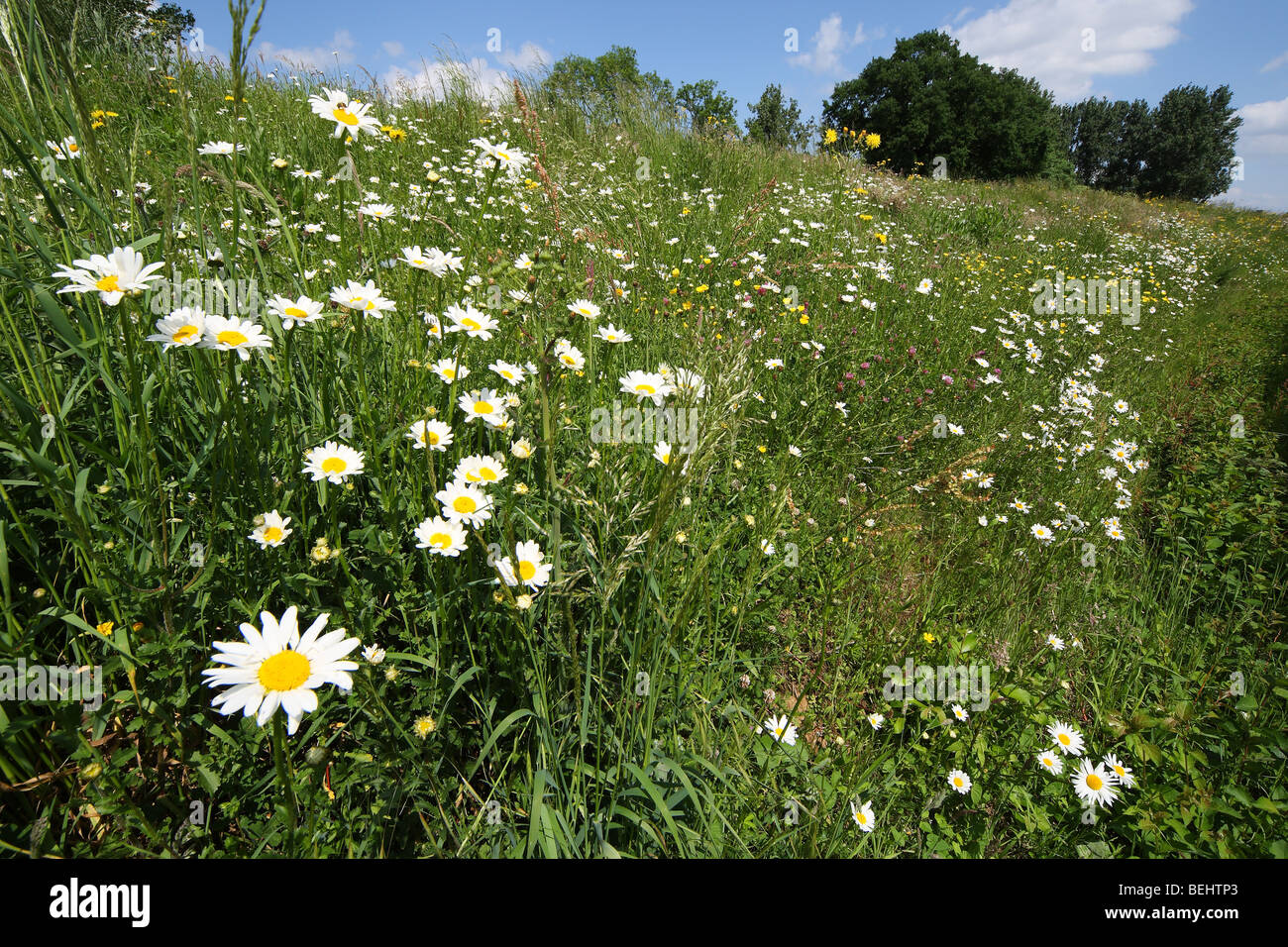 Grassland with Marguerite / Oxeye daisy (Leucanthemum vulgare), Europe Stock Photo
