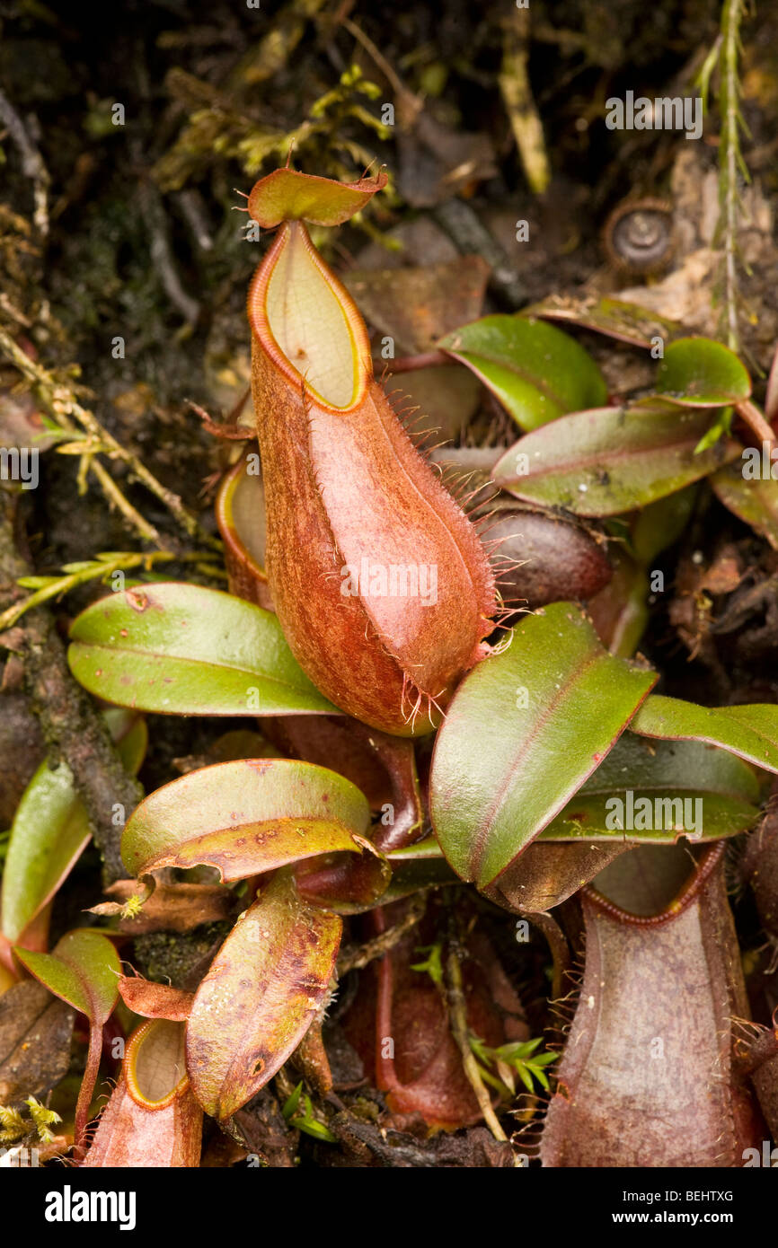 Pitcher, Pitcher Plant, Borneo Stock Photo