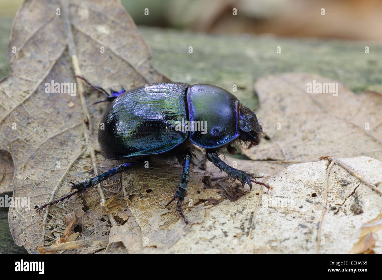 Beetle  -  Trypocopris vernalis Stock Photo