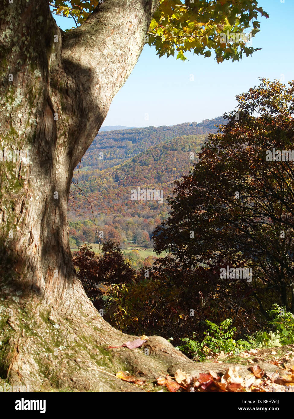 Maple tree framing a mountain view Stock Photo Alamy