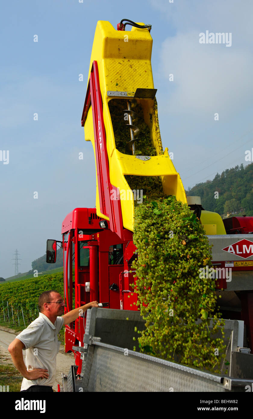 Self-driven grape harvesting machine ALMA Selecta XL 30 HL discharging the load on a transport unit, Vaud, Switzerland Stock Photo