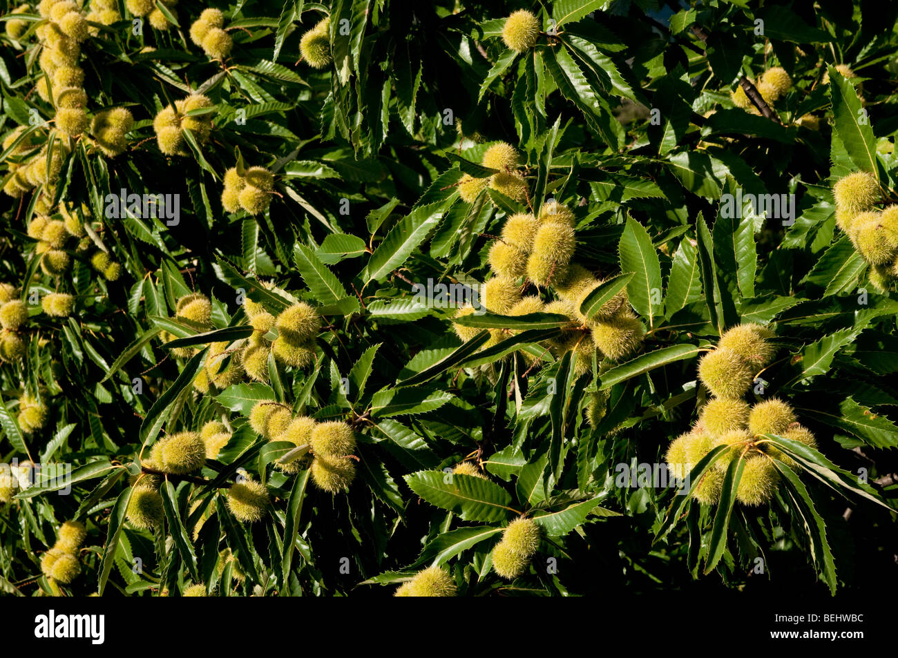 Sweet chestnut tree, France Stock Photo