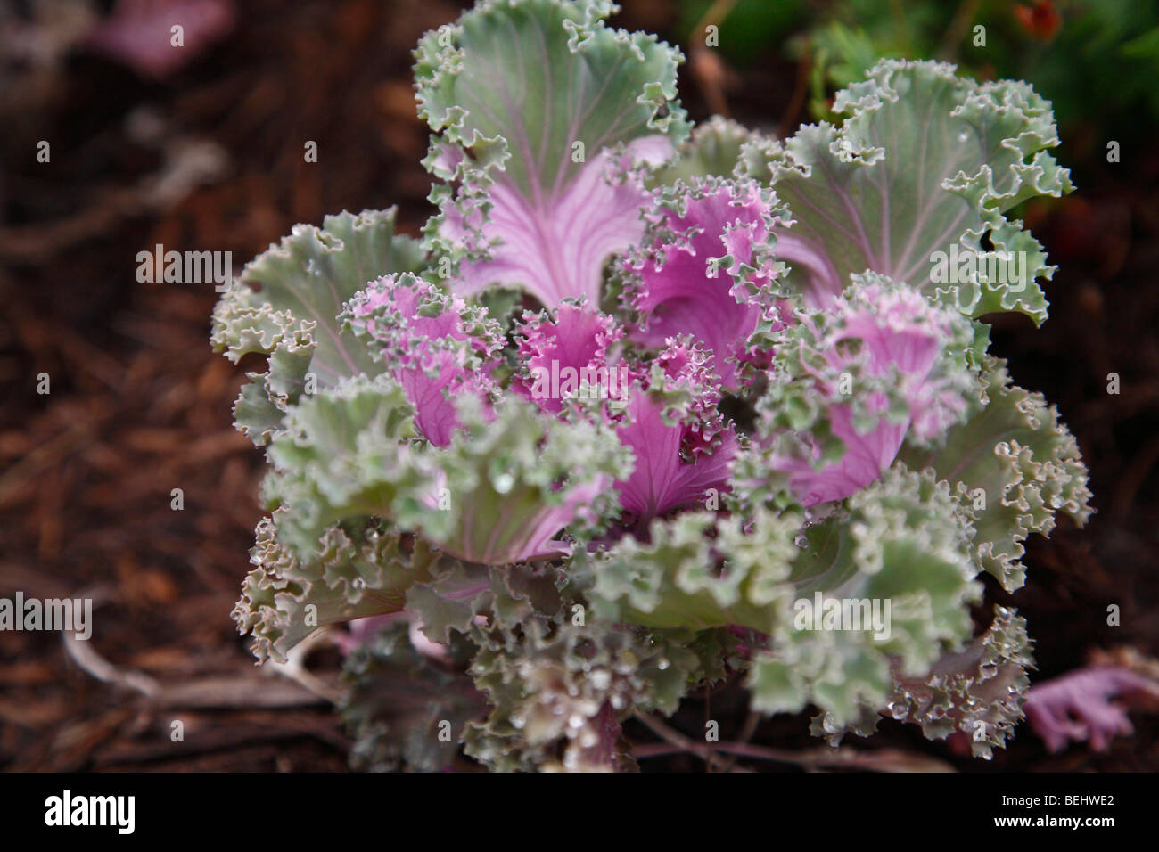 Brassica oleracea wild cabbage Chidori Red from above overhead in USA nobody none hi-res Stock Photo
