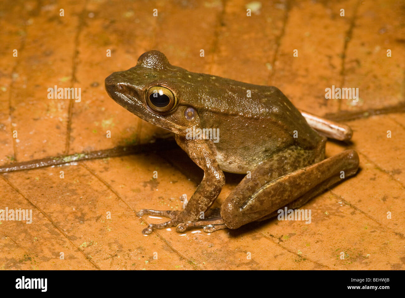 Torrent frog hi-res stock photography and images - Alamy
