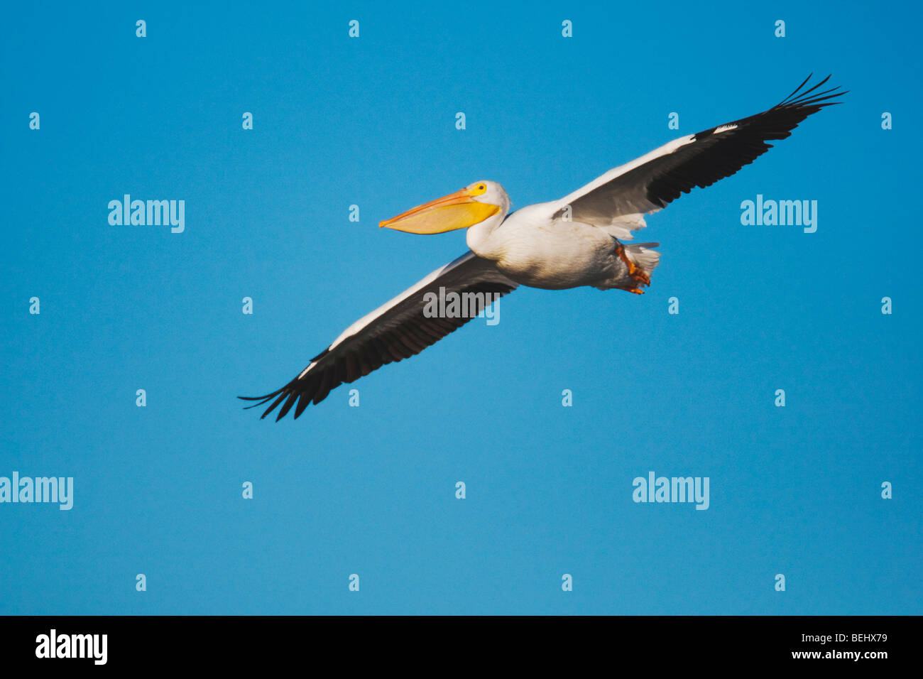 American White Pelican (Pelecanus erythrorhynchos), adult in flight, Sinton, Corpus Christi, Coastal Bend, Texas, USA Stock Photo