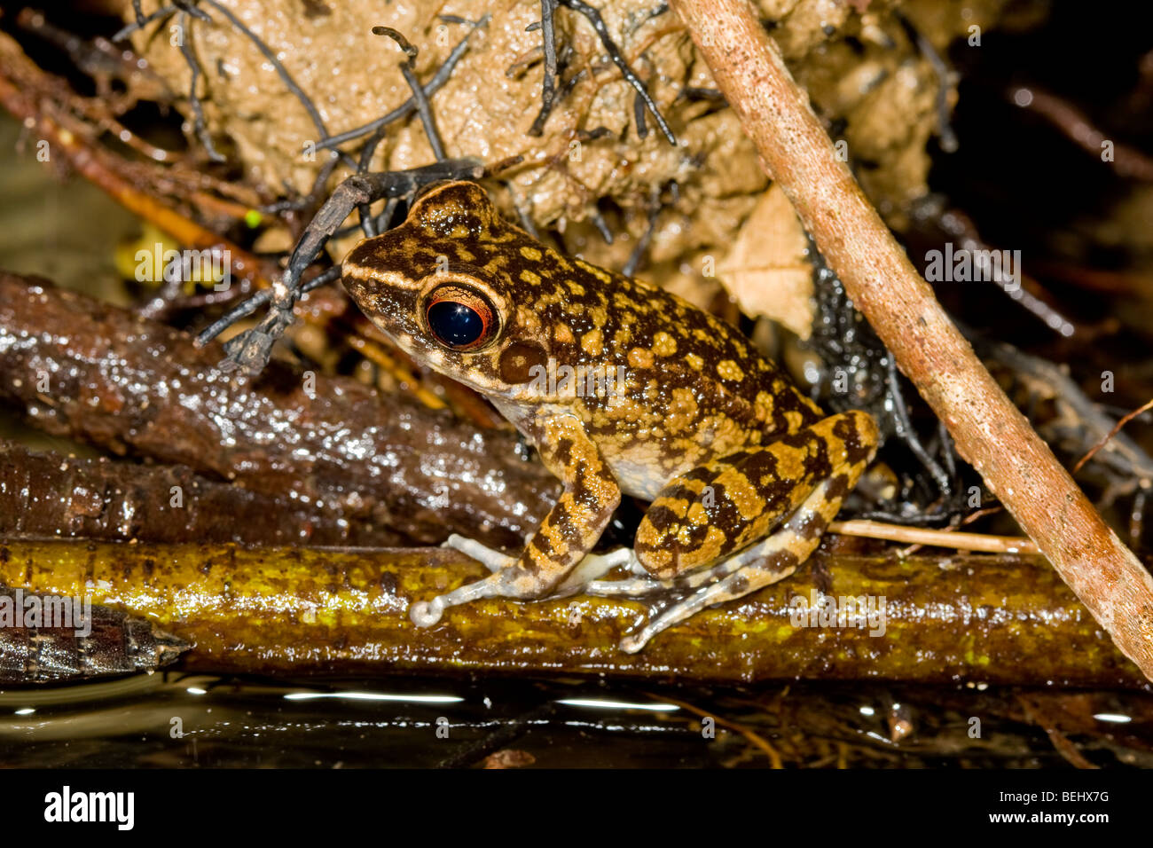 Spotted Stream Frog, Danum Valley, Borneo Stock Photo