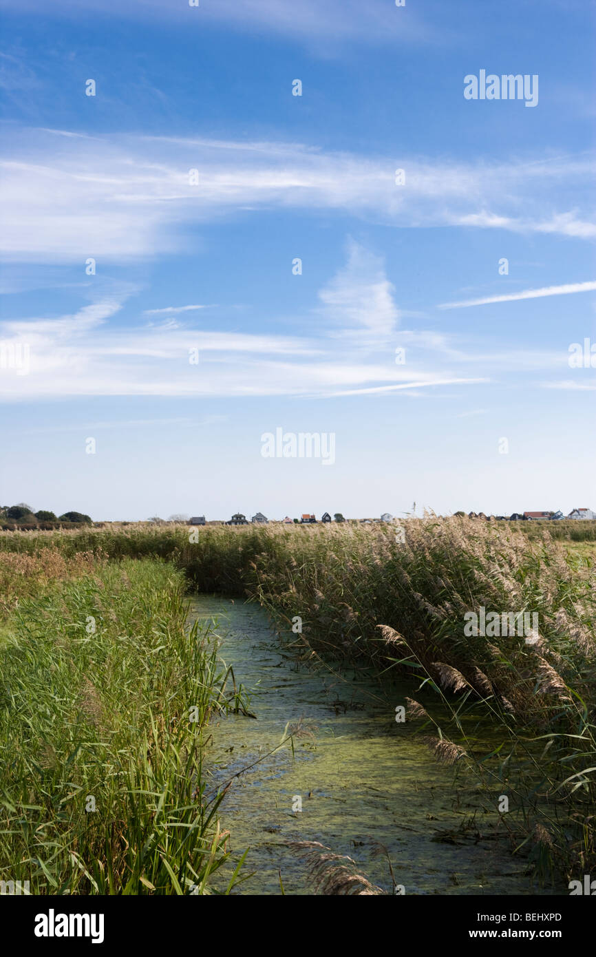 Reed beds Southwold Suffolk England Stock Photo