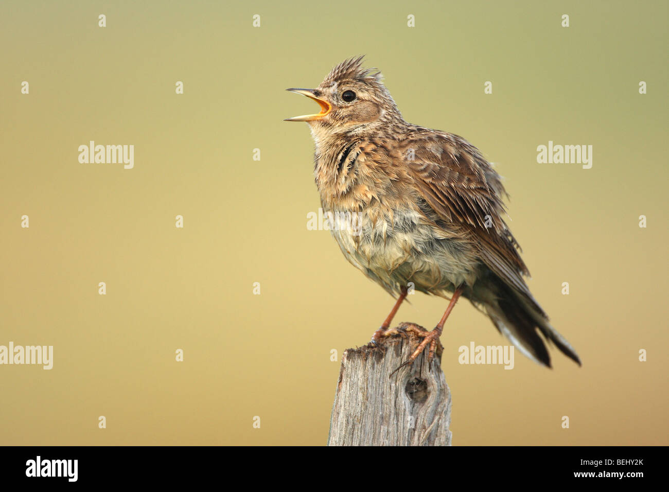 Eurasian Skylark (Alauda arvensis) singing from fence pole along field Stock Photo
