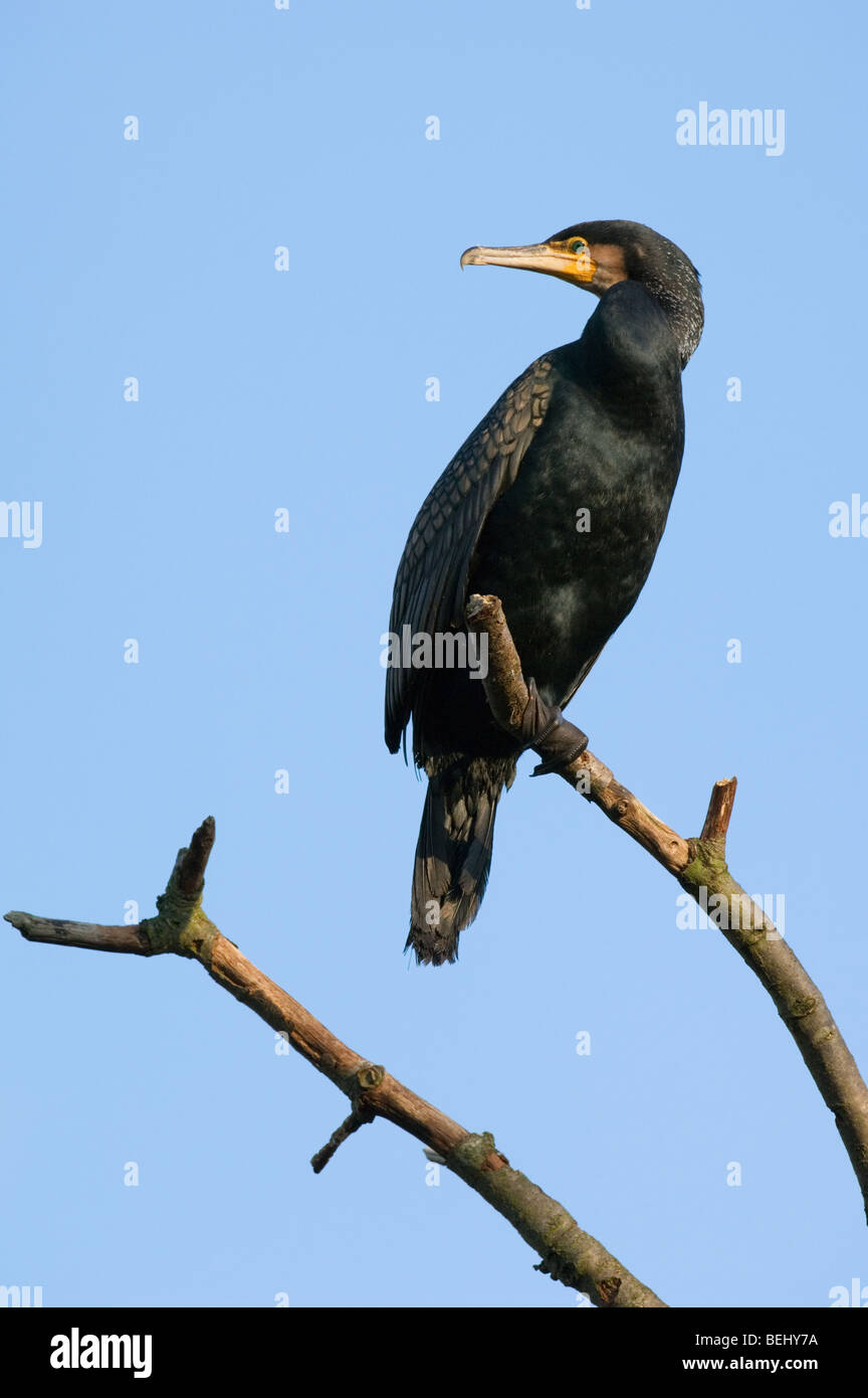 Great Cormorant (Phalacrocorax carbo) perched in tree Stock Photo