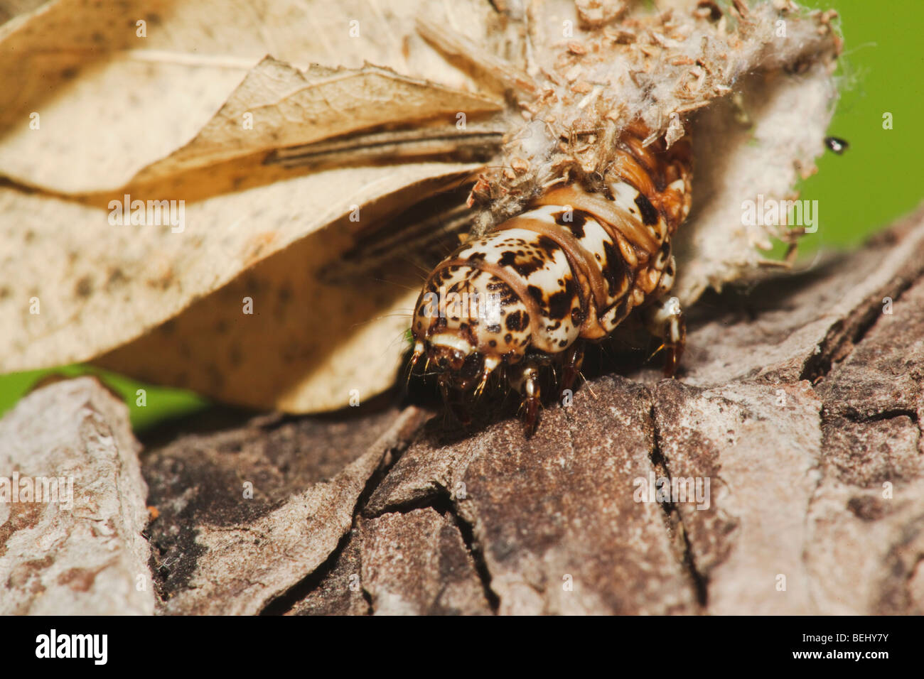 Bagworm moth (Psychidae), Caterpillar, Sinton, Coastal Bend, Texas, USA Stock Photo