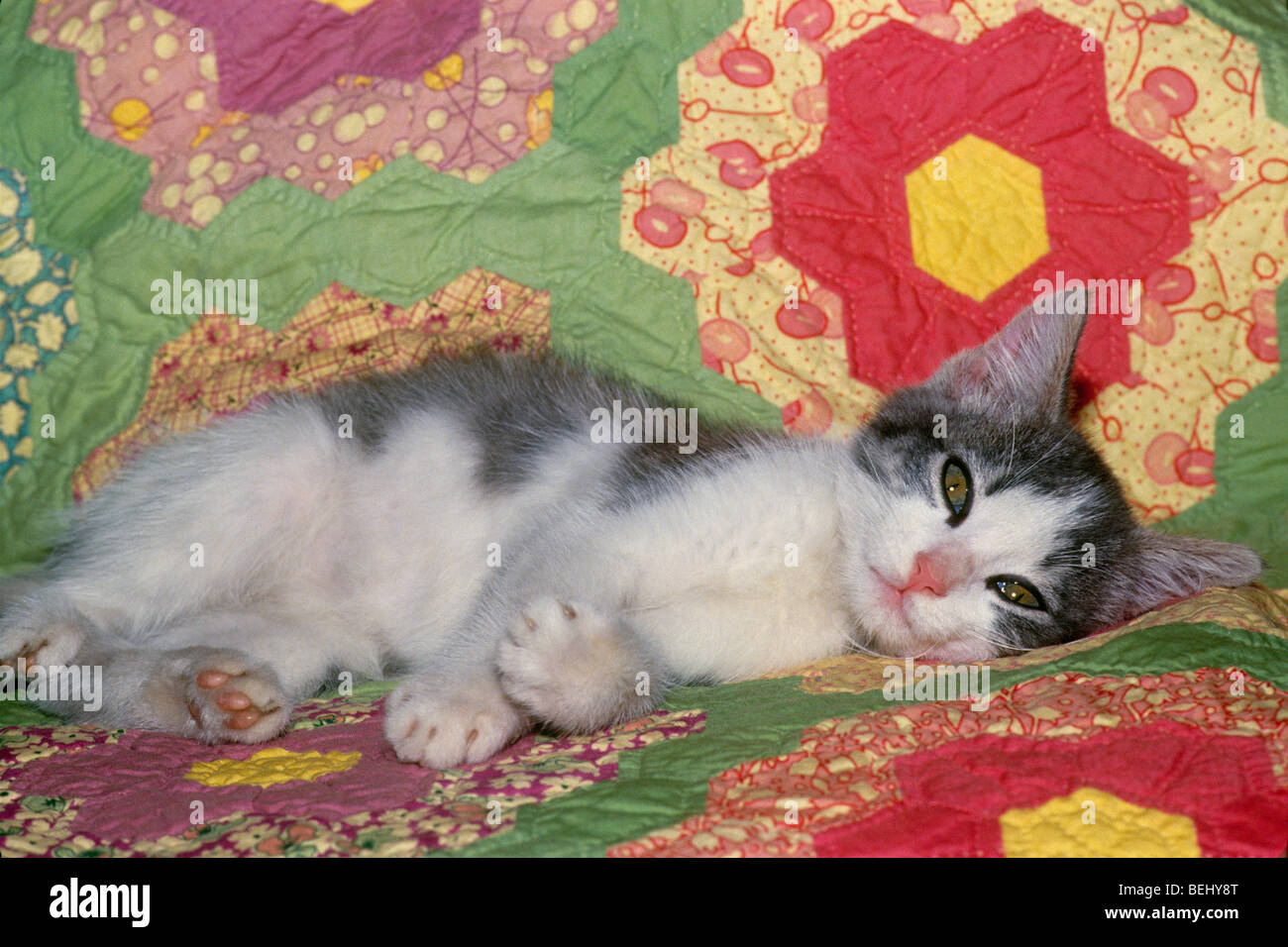 Cute fluffy gray and white kitten lying on handmade pathchwork quilt