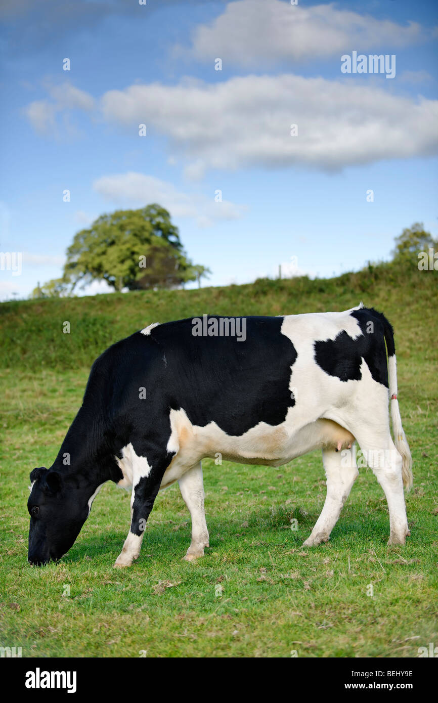 Grazing Friesian Cow Stock Photo