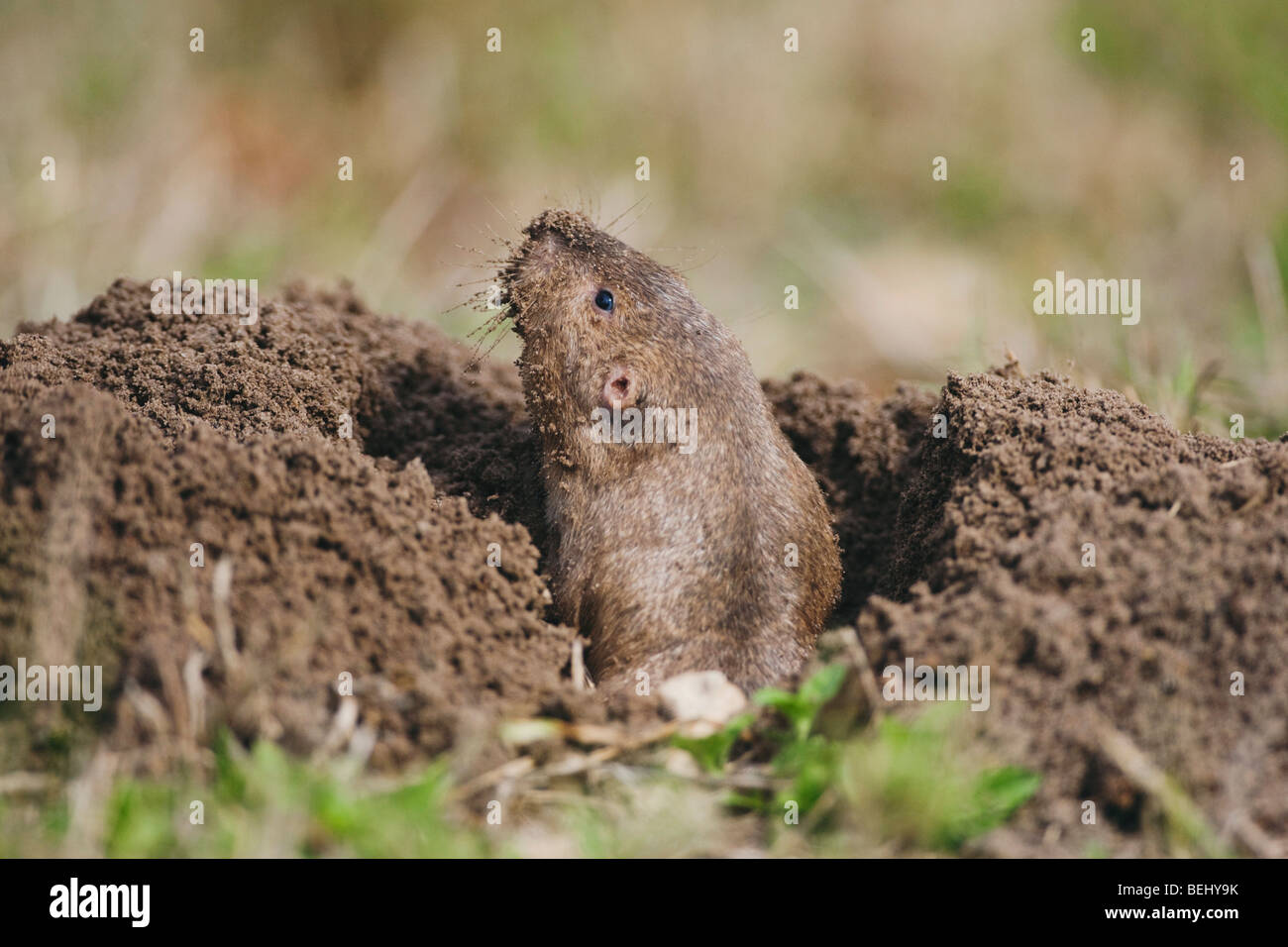Pocket gopher hires stock photography and images Alamy