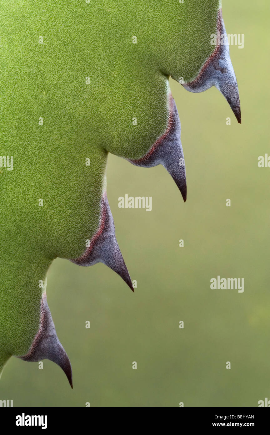 Detail of Agave salmiana, Mexico Stock Photo