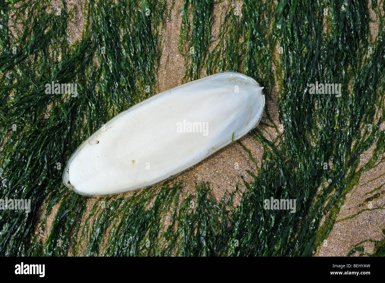 Cuttlebone, the internal shell of the cuttlefish (Sepia officinalis), France Stock Photo