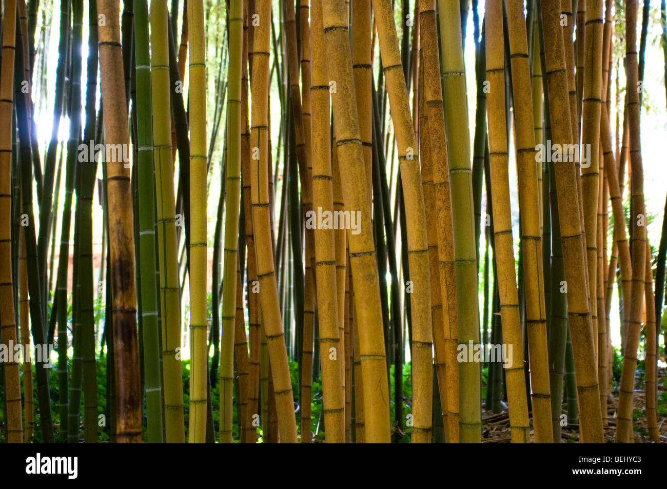Bamboo garden, Bambouseraie de Prafrance near Anduze, France Stock Photo
